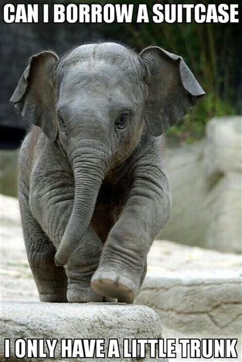 Funny Baby Elephant Dump A Day