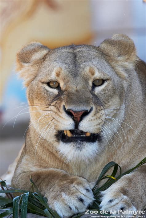 Zoo De La Palmyre Venez Découvrir Le Lion