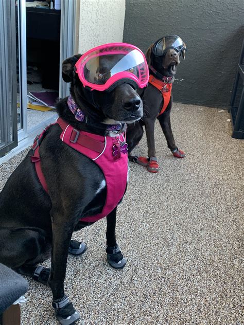 Point Them Toward Adventure Theyre Ready To Go Doggles