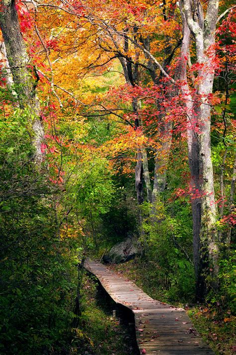 Autumn Boardwalk Photograph By Bill Wakeley Fine Art America