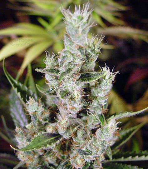 Retrograde amnesia makes you forget some, most, or all of the things that happened to you before. Buy Amnesia Haze seeds by Soma Seeds - Herbies