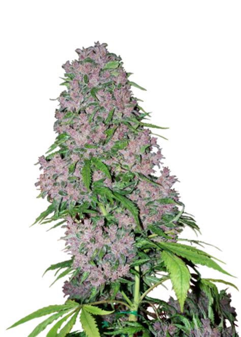 Purple Kush Autoflower Strain Info Purple Kush Autoflower Weed By