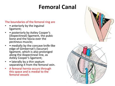 Ppt Inguinal Femoral And Scrotal Regions Powerpoint Presentation Id711110