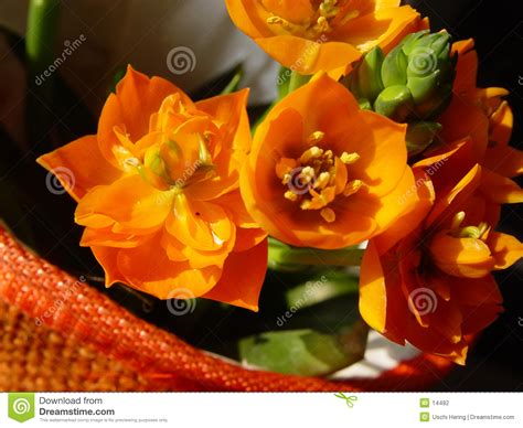 Le piante sempreverdi si contraddistinguono poiché, proprio come. Fiori arancioni in un POT fotografia stock. Immagine di piacere - 14482