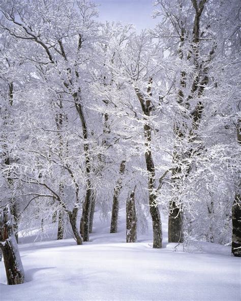 1000 Beautiful Winter Scenes Photos Pexels · Free Stock