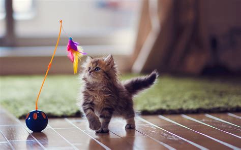 Lovely Kitten Playing Wallpaper High Definition High Quality
