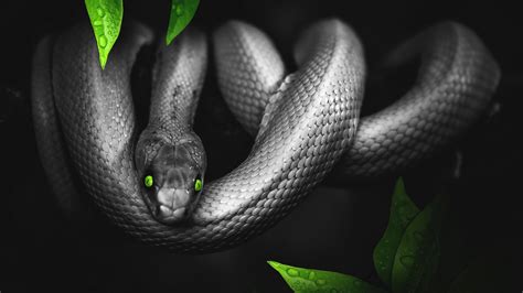 Download Wallpaper 2560x1440 Snake Photoshop Leaves Eyes Reptile