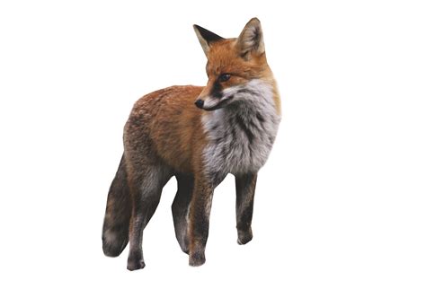 Fox Standing Png Image Purepng Free Transparent Cc0 Png Image Library
