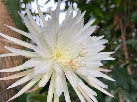 1st Time Lapse Of Rare Moonflower Blooming Is Stunning Live Science