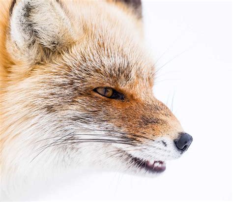 Ezo Red Fox Vulpes Vulpes Schrencki Notsuke Peninsula Hokkaido Japan