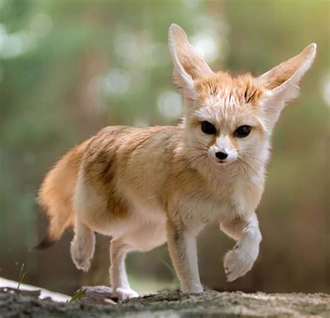 Fennec Fox Daisy Bio Endangered Wolf Center