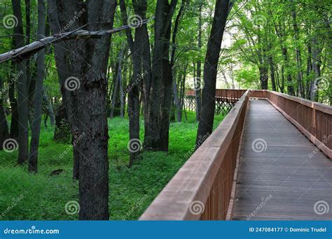Wooden Boardwalk Across Wetland Stock Image Image Of Walkway