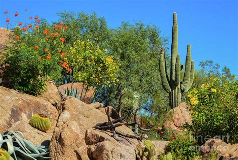 Beautiful Desert Cactus Landscape In Arizona Photograph By Norm Lane
