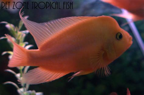 Red Devil Cichlid Amphilophus Labiatus Pet Zone Tropical Fish San