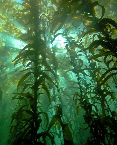 As Kelp Forests Again Reach For The Ocean Surface In Santa Monica Bay