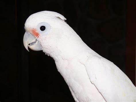 675 x 900 jpeg 56 кб. Goffin Kakadu - Papageien - Vögel - Rassen, Ernährung ...