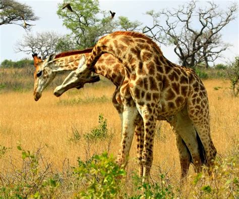 Giraffes Fighting With Necks