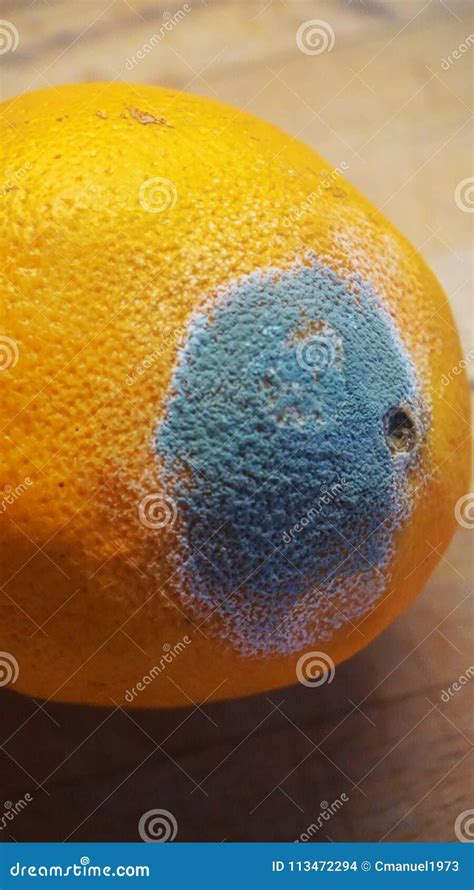 Damaged Orange Fruit Stock Photo Image Of Oranges Fungi 113472294