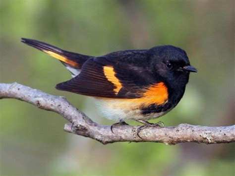 photos and videos for american redstart all about birds cornell lab of ornithology pretty