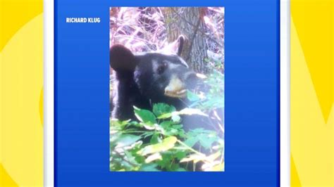 Here He Comes Woman Makes Dramatic 911 Call After Bear Attack Video