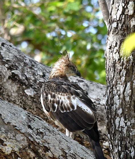 The Life Journey In Photography Legges Hawk Eagle Wilpattu National