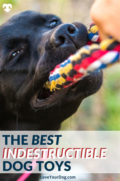 Best Indestructible Dog Toys For Aggressive Chewers 2021 Reviews