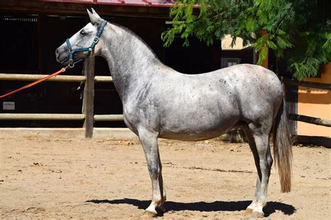 spanish horse breeds    delightful horses foals