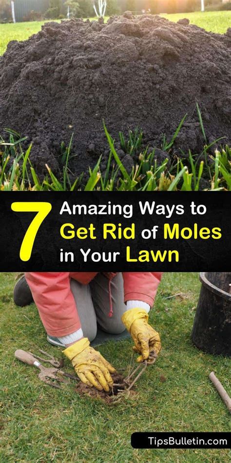 7 Amazing Ways To Get Rid Of Moles In Your Lawn Moles In Yard Mole