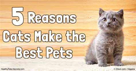 Best budget dry cat food: 5 Cat Adoption Mistakes and Reasons Why Cats Make Great Pets