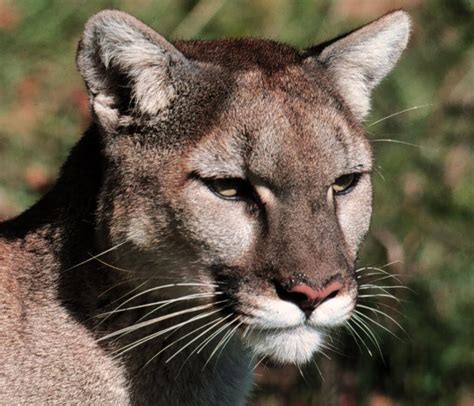 2011 Oregon Cougar Hunt Closes Along The Coast And In The North