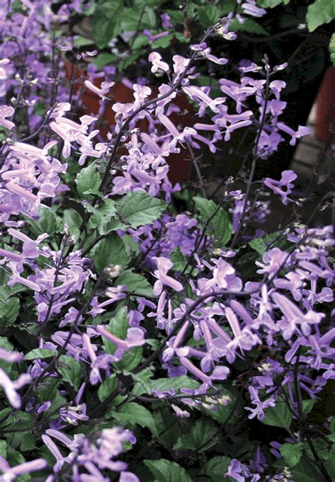 Plectranthus Mona Lavender • Lifestyle Home Garden Online Store