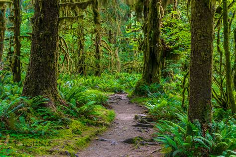 Hoh Rainforest Trail Archives Forest2sea Adventure Photography