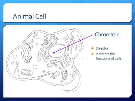 Chromatin In An Animal Cell