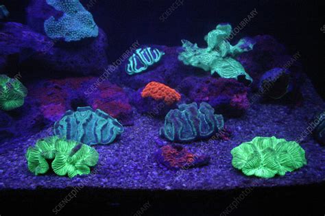 Uv Illuminated Fluorescent Coral Stock Image Z1350051 Science