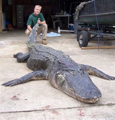 Alligator Hunter Nabs Florida S Longest Gator Live Science