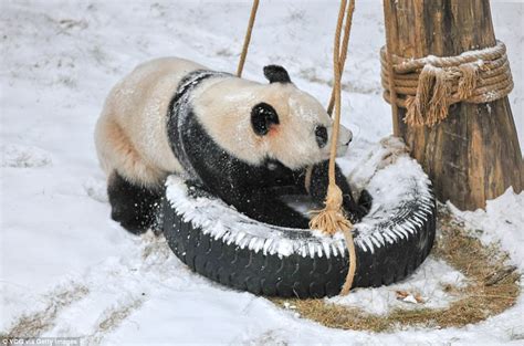 Pandas Have The Time Of Their Lives Playing In The Snow Daily Mail Online