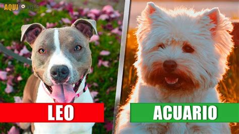 12 perros que deberías tener según tu signo zodiacal youtube