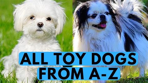 All Toy Dog Breeds List From A To Z Youtube
