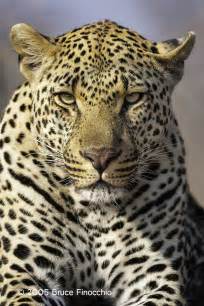 Front Face View Of A Male Leopard Dream Catcher Images