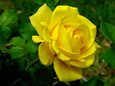 Roses belong to the family of plants called rosaceae. Yellowish