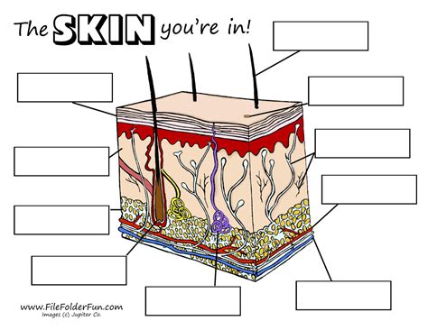 Parts Of The Skin Interactive Worksheet By Patti Oconnell Wizerme