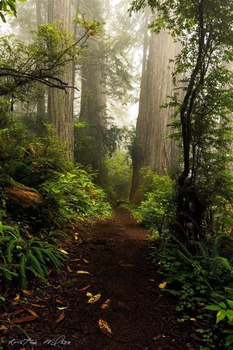 40 Fascinating Photographs Of Forest Paths To Another World Bored Art