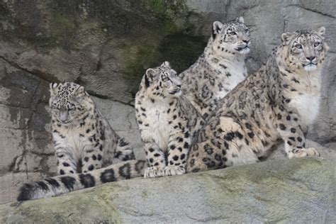 The Elusive Snow Leopard Threats And Conservation Owlcation