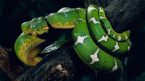Boa Snake Snake Green Anaconda Boa Constrictor Hd Wallpaper Pxfuel
