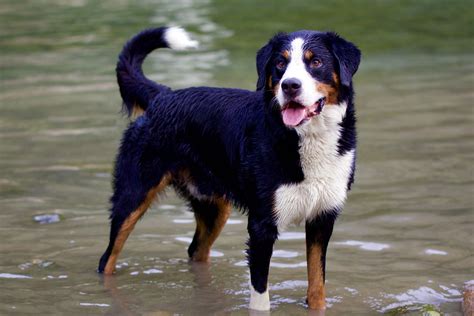 Bernese Mountain Dog All Big Dog Breeds