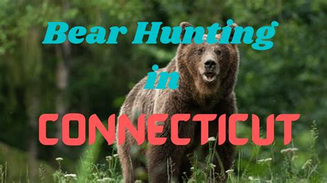 Bear Hunting In Connecticut Rules Regulations And Guide Coyotehunting