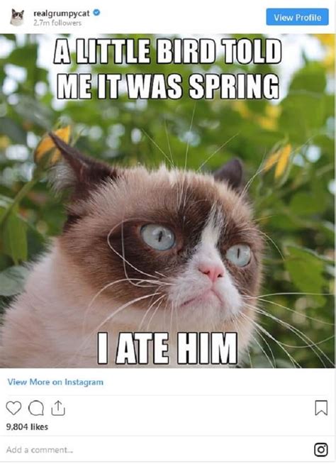 Best Grumpy Cat Memes Of All Time