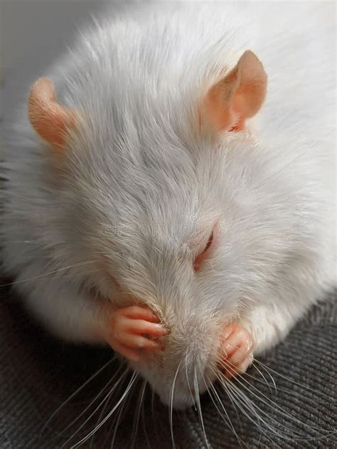 White Rat Stock Image Image Of Fluffy Face Animal 14067427