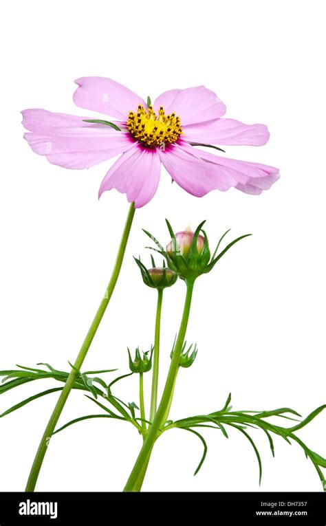 Purple Cosmos Flower Isolated Stock Photo Alamy