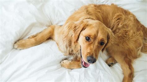 Just run it slowly across the couch and the fur will cling to it! How to remove pet hair from clothes, furniture, and ...